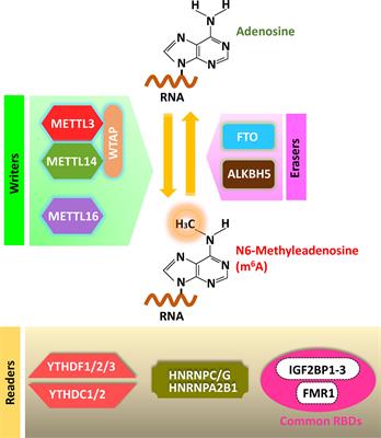 Epitranscriptomic(N6-methyladenosine) Modification of Viral RNA and Virus-Host Interactions